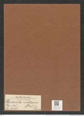 Denticella mobiliensis (Bail.) Grun. (de-Toni-Nr.: Genus 125, Species 3517) Zeichnungen Sammlung Grunow Mappe 03700 (Herbarium_W_Grunow_drawings_Folder_03700)